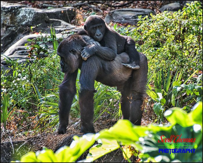 gorilla trek disney world