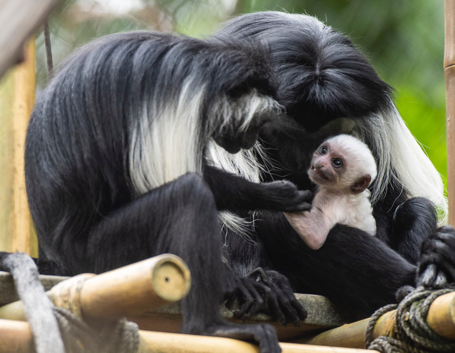 Wildly Adorable Baby Zebra And Baby Monkey Have Joined Disney S Animal Kingdom Allears Net