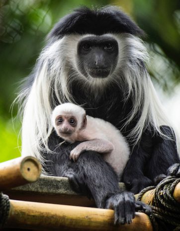 Wildly Adorable Baby Zebra And Baby Monkey Have Joined Disney S Animal Kingdom Allears Net