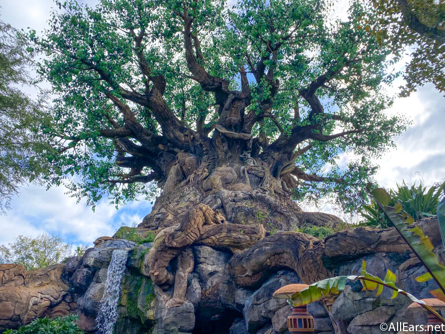 Деревья дисней. Дерево Дисней. Дисней Энимал кингдом. Disney's animal Kingdom Park. Yinji animal Kingdom Zhengzhou.