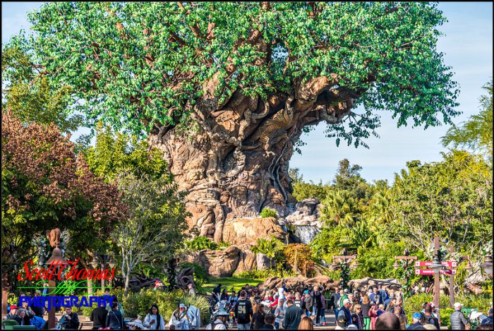 Tree of Life at 105mm
