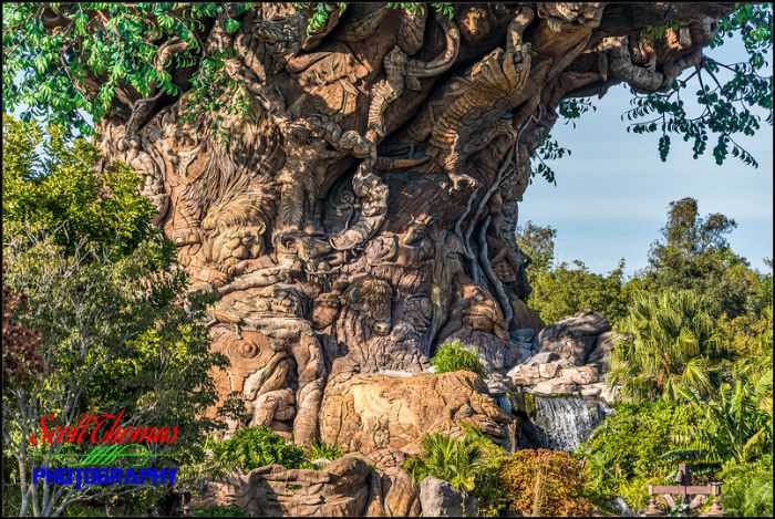 Tree of Life at 210mm