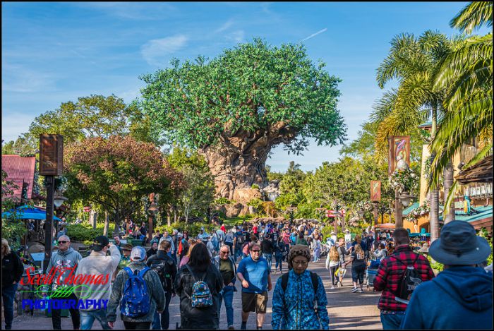 Tree of Life at 50mm