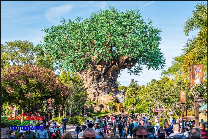 Tree of Life at 70mm