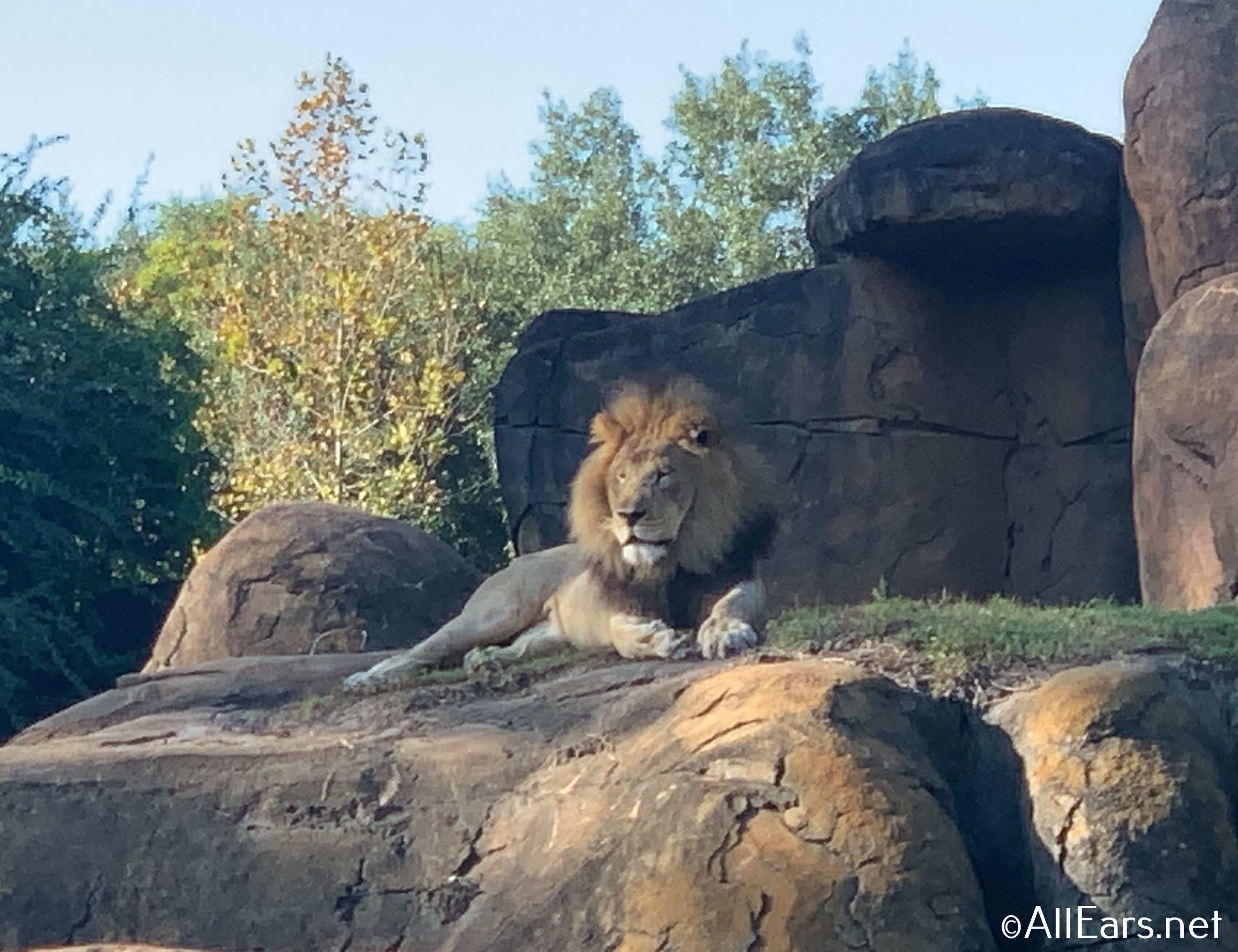 Capturing the Wild: Tips for Photographing the Animals at Disney's Animal  Kingdom 