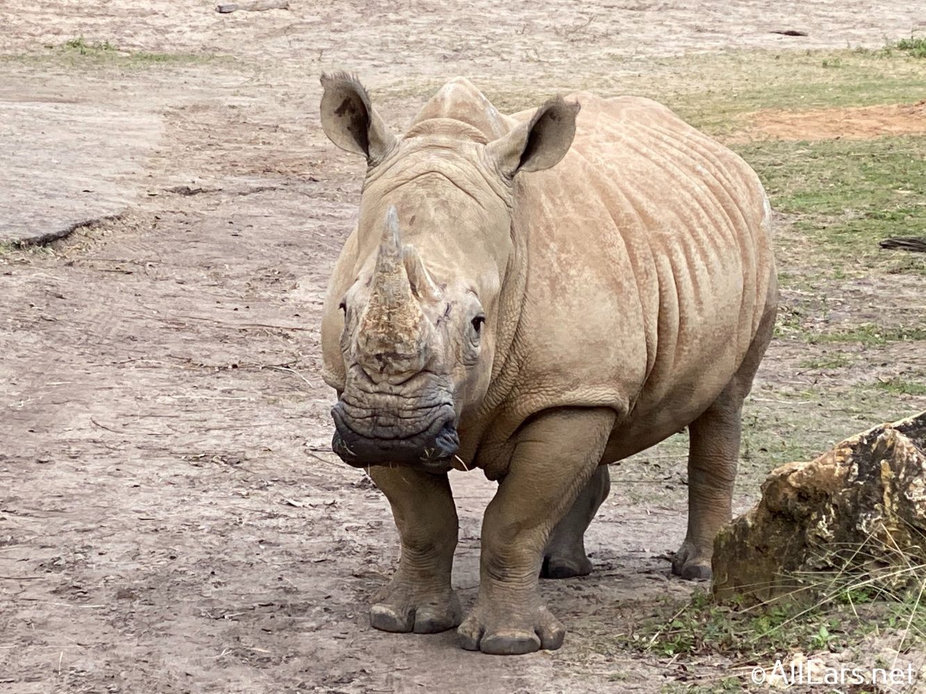 animal kingdom kilimanjaro safaris