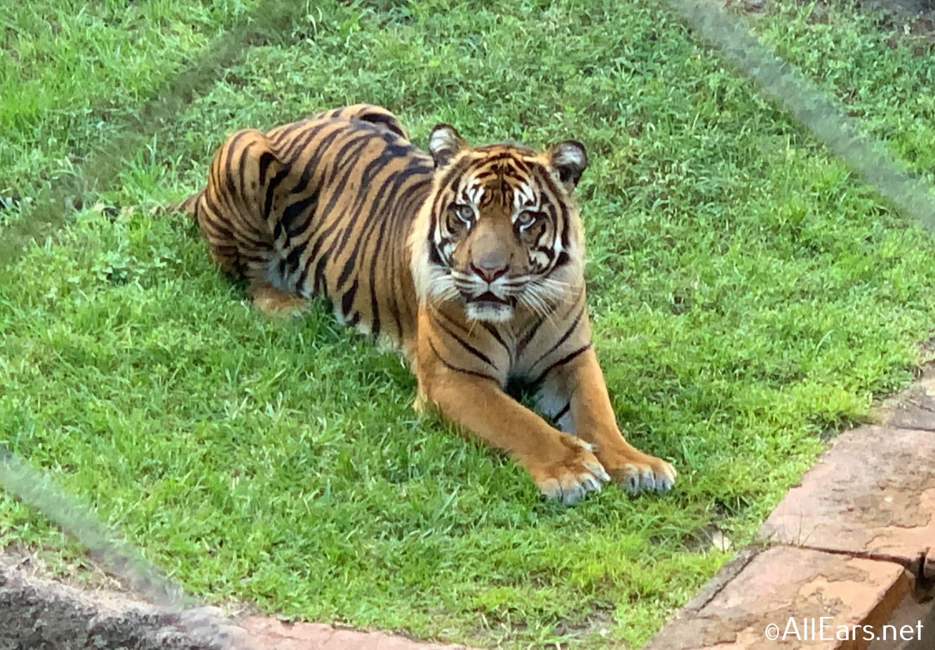 animal kingdom jungle trek