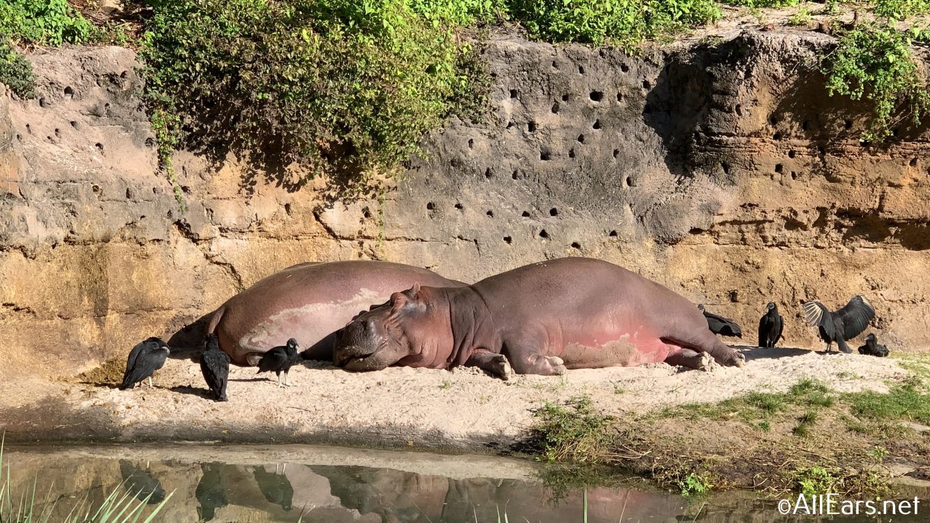 animal kingdom safari walking tour