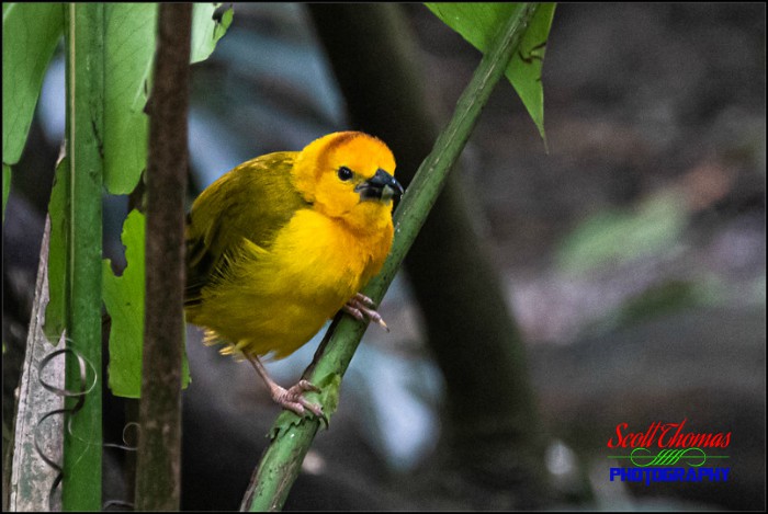 Taveta Golden Weaver