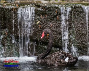 Black Swan Waterfall