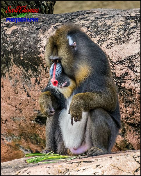 Mandrill on Disney's Kilimanjaro Safari