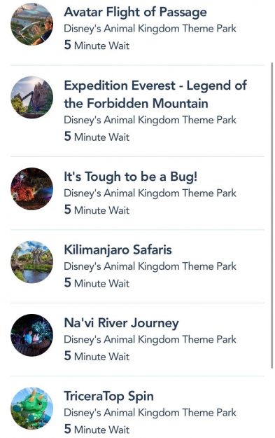 comparison between animal kingdom and magic kingdom at disney world comparison between animal kingdom and magic kingdom at disney world