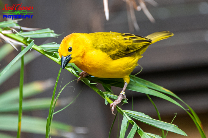 Yellow Weaver Wide Open