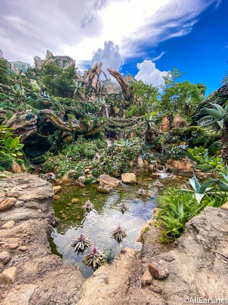 Pandora - The World of Avatar in Disney World's Animal Kingdom