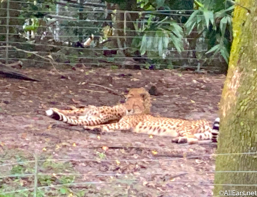 cheetahs kilimanjaro safaris animal kingdom cheetahs kilimanjaro safaris animal kingdom