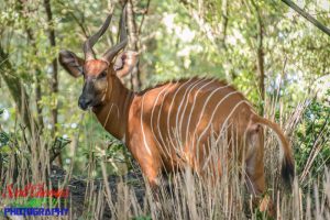 Bongo Pattern at Disney's Animal Kingdom