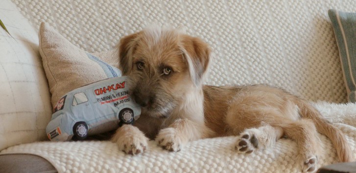 This 'Home Alone' BarkBox Has Toys & Treats Themed From The Movie
