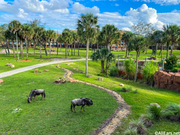 disney tourist blog animal kingdom lodge