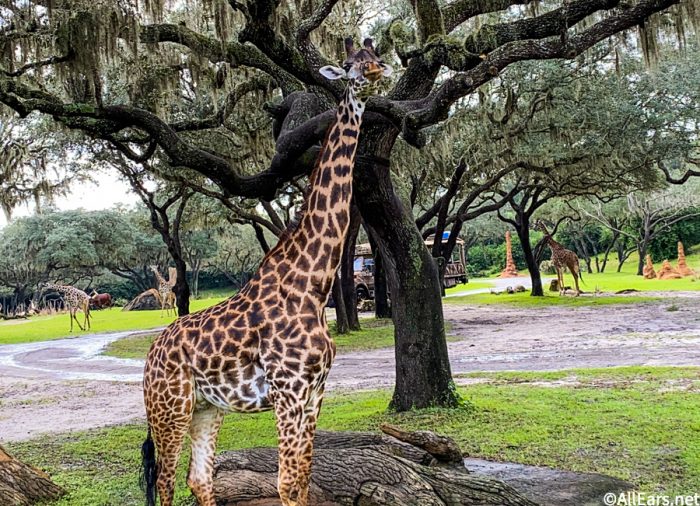 Too Cute! You Can Now Spot These Adorable Baby Giraffes on Safari at