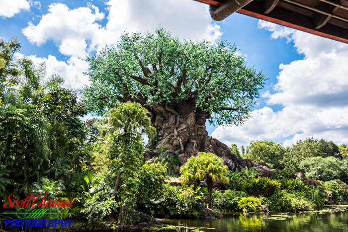 Tree of Life Backside