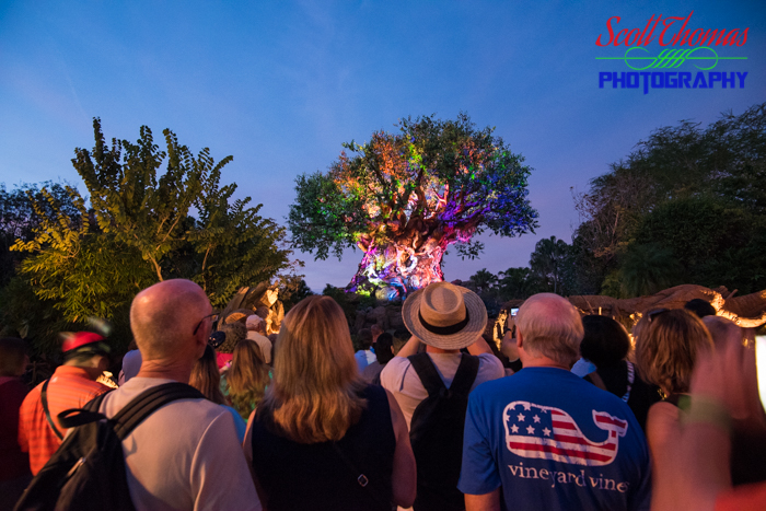 Tree of Life Guests