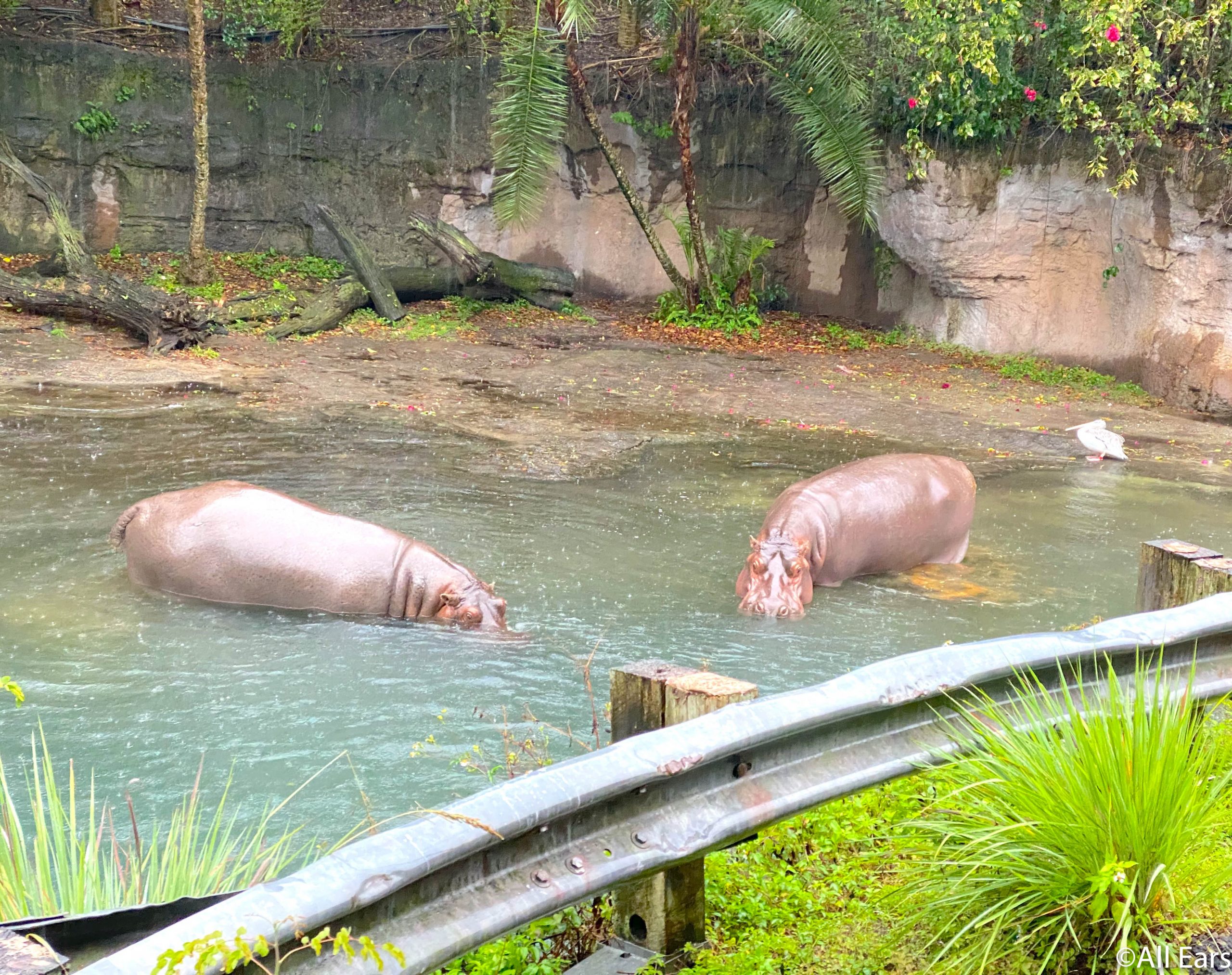 animal kingdom safari ride broke down