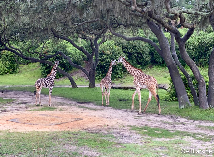 You Can Now Spot The New Baby Giraffe in Disney's Animal Kingdom! - You Can Now Spot The New Baby Giraffe in Disney's Animal Kingdom! -