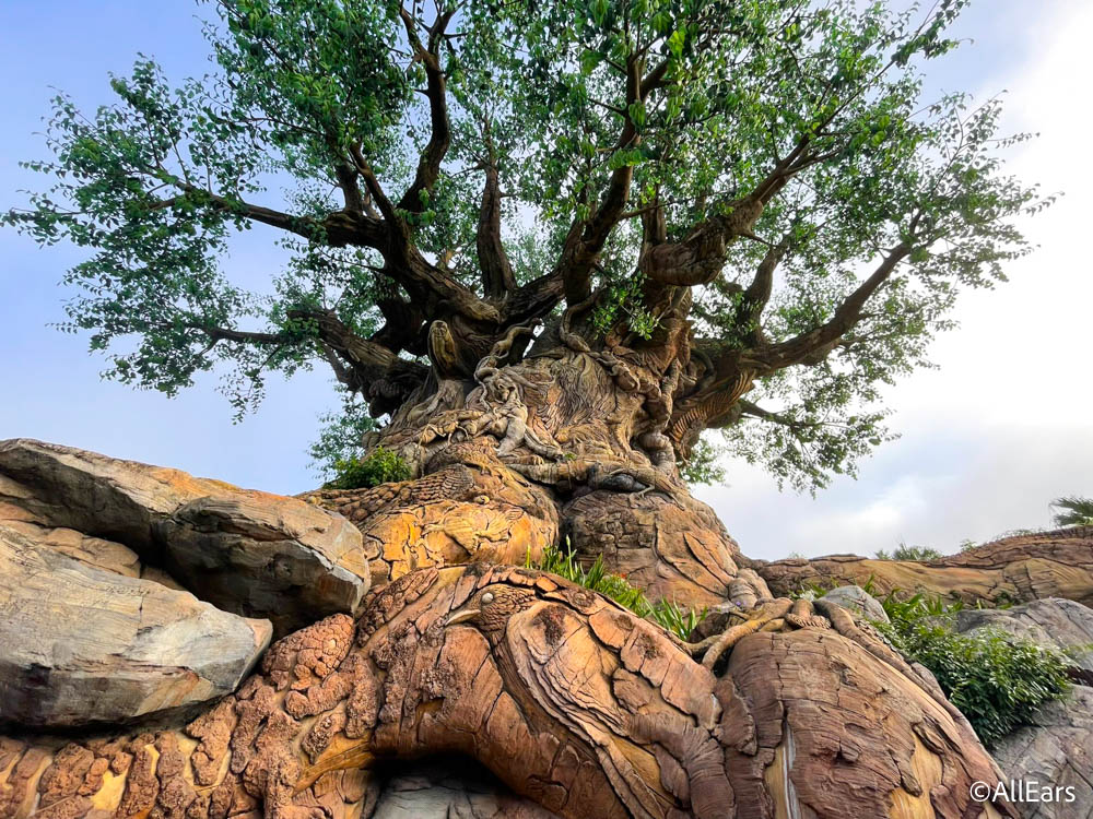 What You DIDN'T Know Was Carved into the Tree of Life at Disney's Animal  Kingdom 