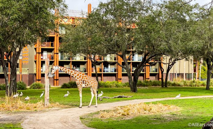 can you visit animal kingdom resort