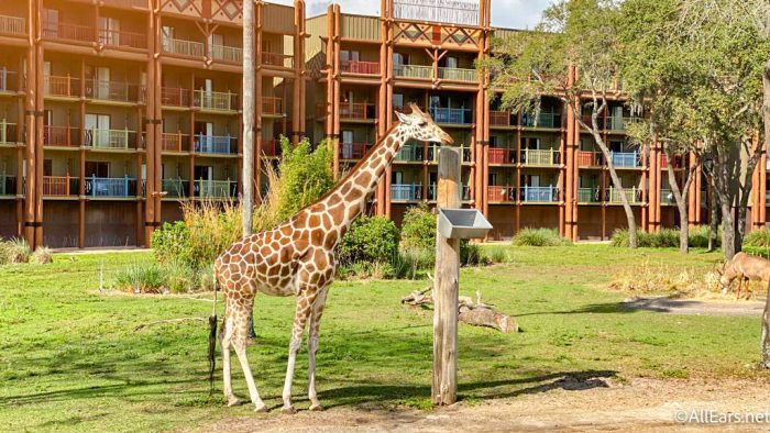 can you visit animal kingdom resort