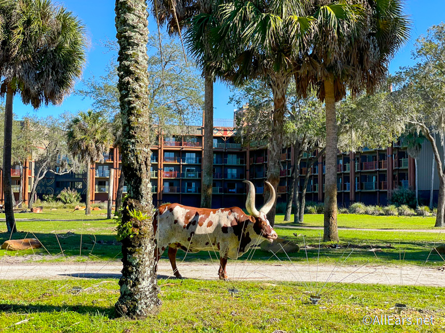 animal kingdom safari reviews