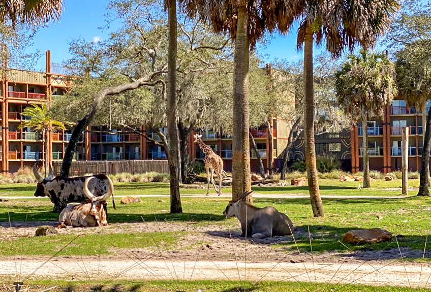 Disney's Animal Kingdom Lodge, Orlando (FL)
