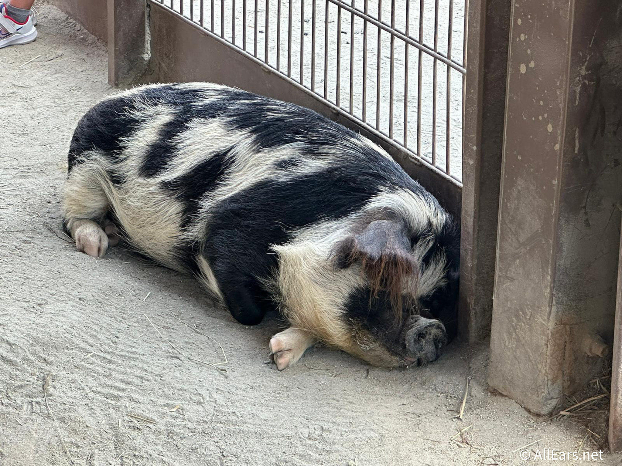 You Can Meet Pua the Pig in Disney World - AllEars.Net