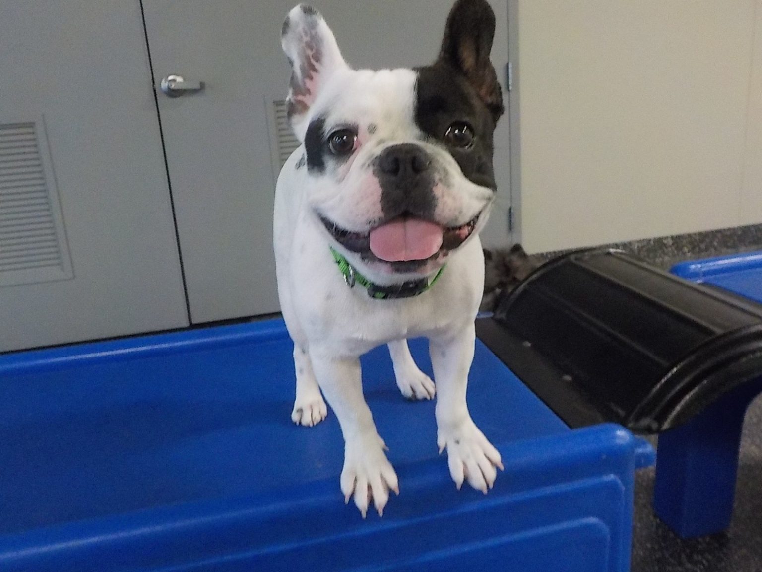 Complete Guide To Bringing Dogs and Other Pets To Disney World