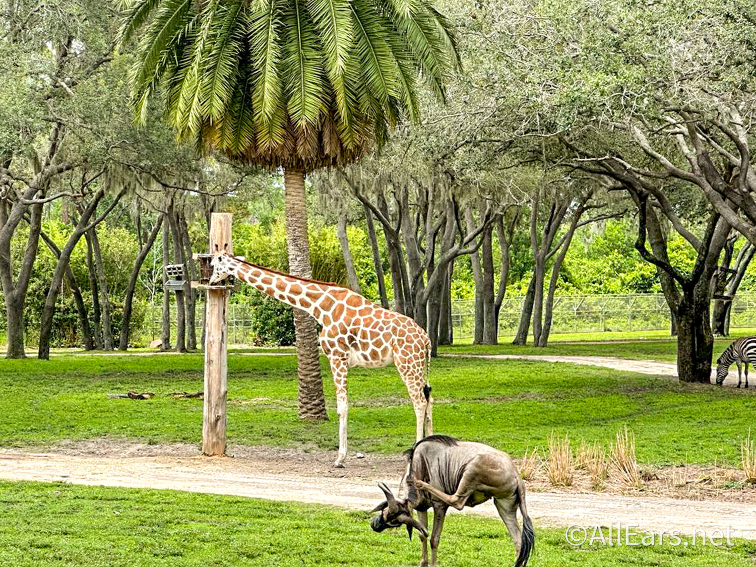 disney tourist blog animal kingdom lodge