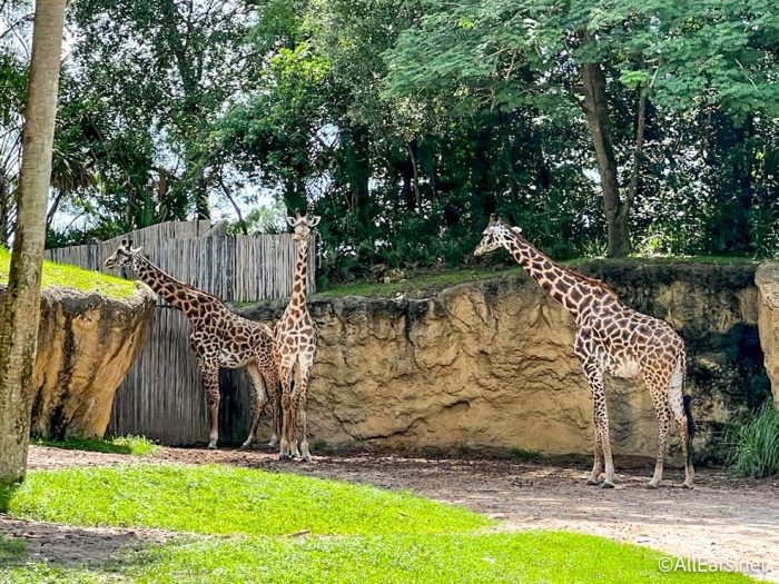 animal kingdom safari attractions