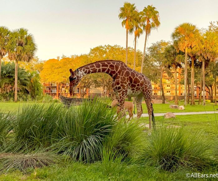 disney yacht and beach club hotel orlando