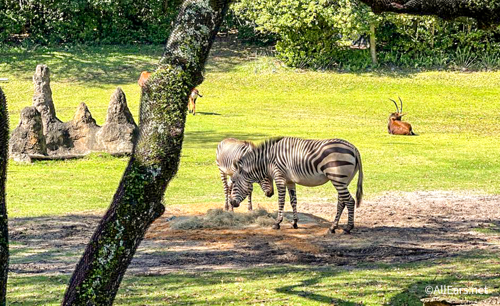 kilimanjaro safari at disney world