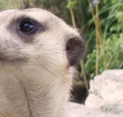 Where in the World #941