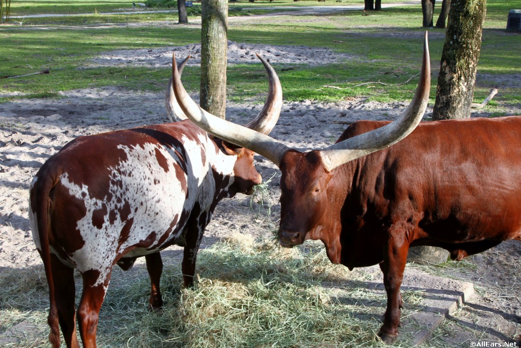 Four Ways Disney's Animal Kingdom Lodge Gets Resort Life Right Four Ways Disney's Animal Kingdom Lodge Gets Resort Life Right