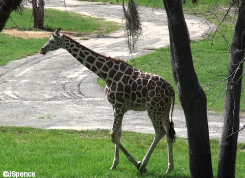 visit animal kingdom lodge