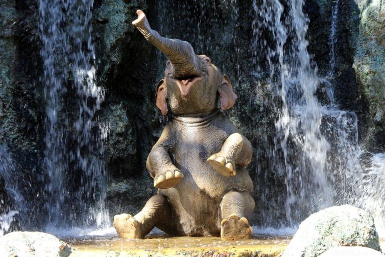 jungle cruise baby elephant